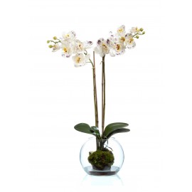 Композиция Орхидея Фаленопсис белая с фиолетовым