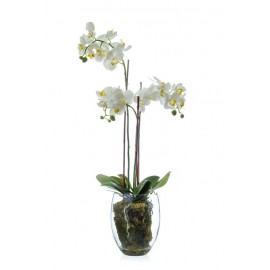 Композиция Орхидея Фаленопсис белая куст 85 см