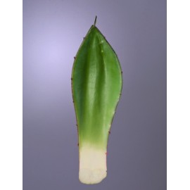 Лист Алоэ зеленый малая
