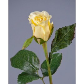 Роза Анабель бледно-золотисто-розовая