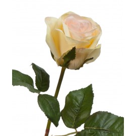 Роза Джулии нежно-персиковая с лимонным