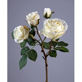 Роза Флорибунда ветвь белая
