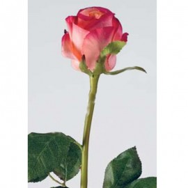 Роза Изабель розово-пурпурная