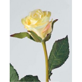 Роза Эквадор светло желтая