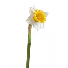 Нарцисс бело-желтый