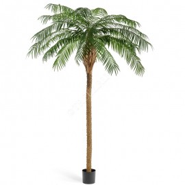 Финиковая пальма де Люкс 240 см