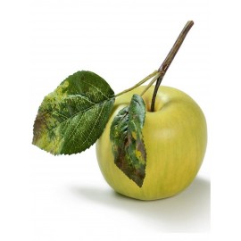 Яблоко нежно-зелёное на веточке 7,5 см