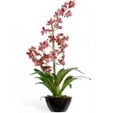 Орхидея Дендробиум бургундия с белым 65 см в коричнево-бордовом кашпо