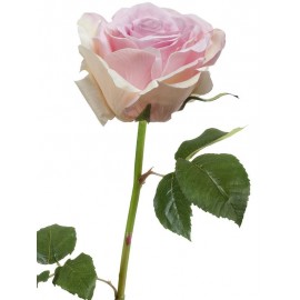 Роза Верди нежно-сиренево-розовая