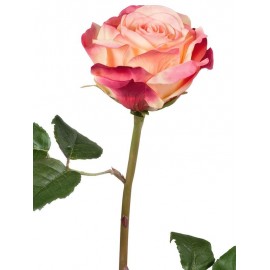 Роза Верди нежно-персиковая с малиновым