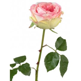 Роза Джема ярко-розовая со светлом лаймом