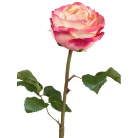 Роза Джема нежно-персиковая