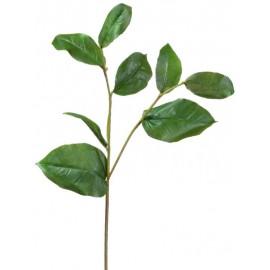 Ветвь Салала с зелеными листами