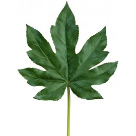 Лист Аралии темно-зеленый