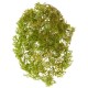 Ватер-грасс (Рясковый мох) куст св.зеленый со св.коричневым