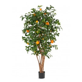 Апельсиновое дерево с плодами 180 см