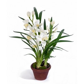 Орхидея Цимбидиум белая 67 см 2 ветки в кашпо