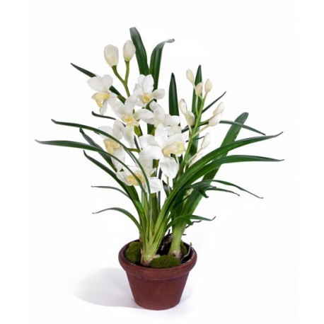 Орхидея Цимбидиум белая 67 см 2 ветки в кашпо