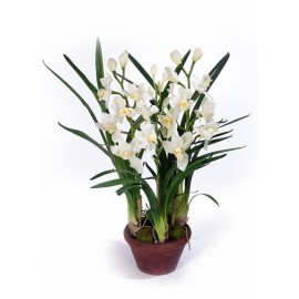 Орхидея Цимбидиум белая 75 см 3 ветки в кашпо