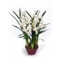 Орхидея Цимбидиум белая 75 см 3 ветки в кашпо