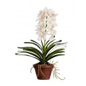 Орхидея Ванда кремовая с розовой крапинкой 2 ветки 52 см в терракот кашпо
