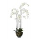Композиция Орхидея Фаленопсис белая куст
