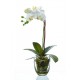 Композиция Орхидея Фаленопсис белая куст 40 см