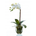 Композиция Орхидея Фаленопсис белая куст 40 см