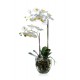 Композиция Орхидея Фаленопсис белая куст 60 см