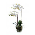 Композиция Орхидея Фаленопсис белая куст 60 см