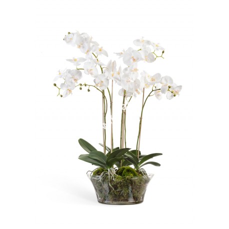 Композиция Орхидея Фаленопсис белая 65 см