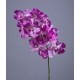 Орхидея Ванда с ярко-сиреневыми