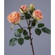 Роза Флорибунда ветвь розово-персиковая