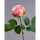 Роза Флорибунда Мидл нежно-розовая
