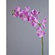 Орхидея Фаленопсис Мидл розово-белая