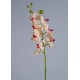 Орхидея Фаленопсис Элегант бледно-золотистая с бордо