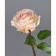Роза Соло Нью большая нежно крем-розовая