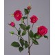 Роза Вайлд ветвь темно-малиновая