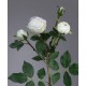 Роза Пале-Рояль ветвь бело-зеленая