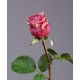 Роза Эсперанса Мидл сиренево-розовая с зелёной каймой