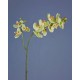 Орхидея Фаленопсис светлый лайм ветвь