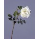 Роза Эльфе белая крупная садовая высота 56 см