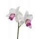 Орхидея Каттлея белая с темно-розовым язычком