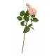 Роза Дэвид Остин Мидл ветвь кремово-розовая со светлым лаймом
