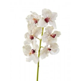 Орхидея Ванда крем с крапинами бордо