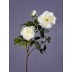 Роза Эльфе белая крупная садовая высота