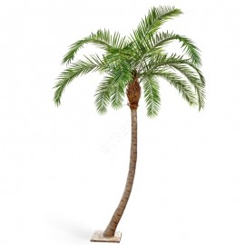 Финиковая пальма Гигантская изогнутая 300 см