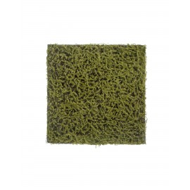 Мох Сфагнум Fuscum оливково-зелёный 50х50 см