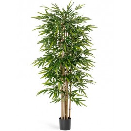 Бамбук Новый 300 см