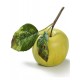Яблоко нежно-зелёное на веточке 7,5 см